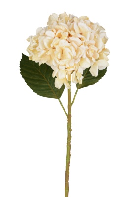 Hortensienblüte creme künstlich 18 / 56cm