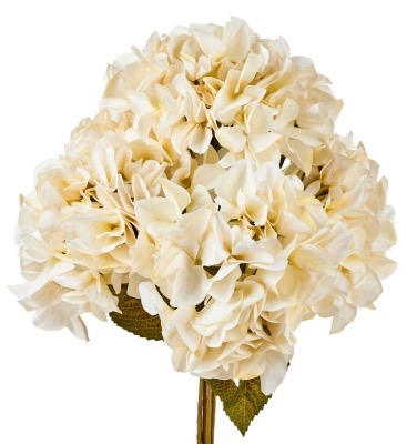 Hortensienbusch mit 5 Blüten cremeweiss 45 cm