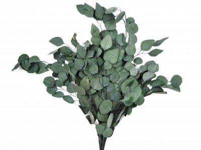 Eukalyptus Bund echt gepresst ca. 150 g